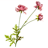 戴安娜粉 × 1件