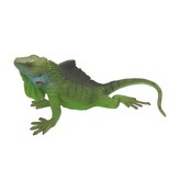 美洲鬃蜥 × 1個