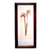 Irises 鳶尾花 × 1個