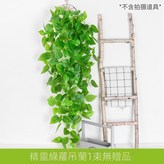 精靈綠蘿吊蘭1束 × 1個