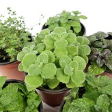 5.장미허브 1+1 × 2개