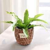 8.아비스(땡큐바구니) × 1개