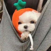 橙胡蘿蔔 × 1個