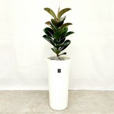 01.인도고무나무 × 1개