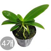 01. 1+...(4개) 일반 대엽 풍란 1개 × 1개