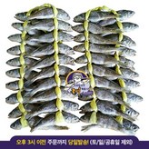 1.1kg이상(20마리) × 2개
