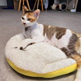 밝은청색 × 1개