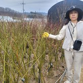 줄장미(색상랜덤) × 1개