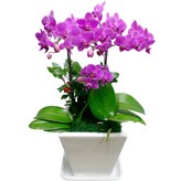 B04 웨딩호접 × 1개