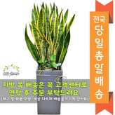 24. 산세베리아+바퀴받침 × 1개