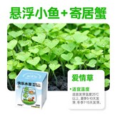 快樂水草杯-愛情草(小魚+寄居蟹) × 1個