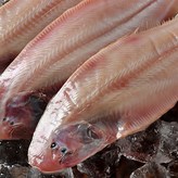 박대 26~29cm × 10개