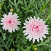 아즈키짱 × 1개