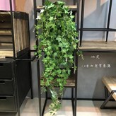 2. 18 lv ivy × 1개