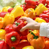 노랑파프리카 1kg × 1개