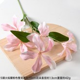 5頭火焰蘭粉色:1個 × 1個