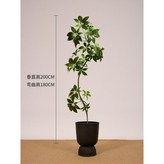 D. 큰잎우산 1.7m + 블랙화분(솔풀2팩) × 1개