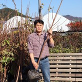 대봉감 4년생 × 1개