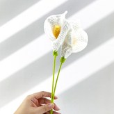 화이트 카라 × 2개