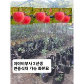 미야비 부사 분묘 × 1개