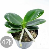 03. (4개) 대엽풍란  1개 × 1개