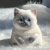 大肥貓-暹羅貓 × 1個