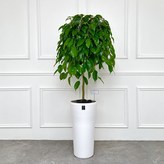 13.킹벤자민 × 1개