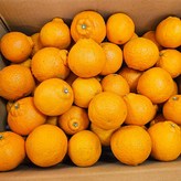 5kg못난이/꼬마 × 1개