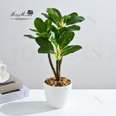 3515-1 三頭綠植小盆景（塑料花盆） × 1個
