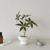 스톤팟 파키라 (화이트) × 1개
