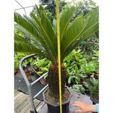 80-90公分一棵特價2400元 × 1個