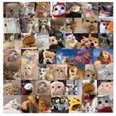 02.강쥐냥이48장 × 1세트