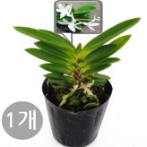 04.  (1개) 해왕환 1개 × 1개