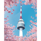 HM-128 남산타워 아래 벚꽃 × 1개