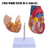 대형 심장 - 34개 표시 × 34개