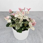 16.초설+포트화분 × 1개