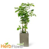 a05 대박나무 × 1개