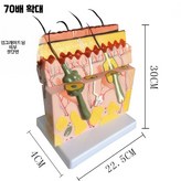 70배 피부 절단 모델 × 1개