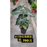 2棵1300元 × 1個