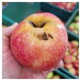 10kg(중과) × 1개