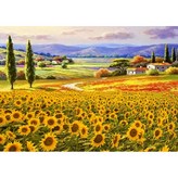 MJ49 해바라기 들녘