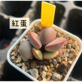 紅蛋（一株）根系強壯,裸根寄出（不含盆栽） × 1個