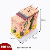 80배 피부 확대 × 1개