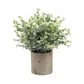 Ｈ滿天星 含盆栽 (W0300) × 1個