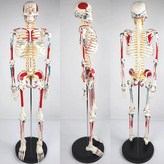 4. 85cm 근육수표(반신-스탠딩) × 1개