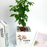 녹보수(해피트리) × 1개