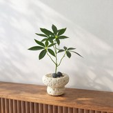 스톤팟 파키라 (베이지) × 1개