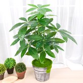 파키라단독 × 1개