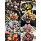 小紅嘴（一株）根系強壯,裸根寄出（不含盆栽） × 1個