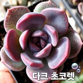 사라보니수퍼클론다육 × 1개